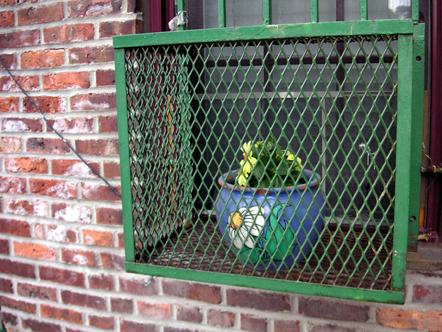 Flowers in Captivity