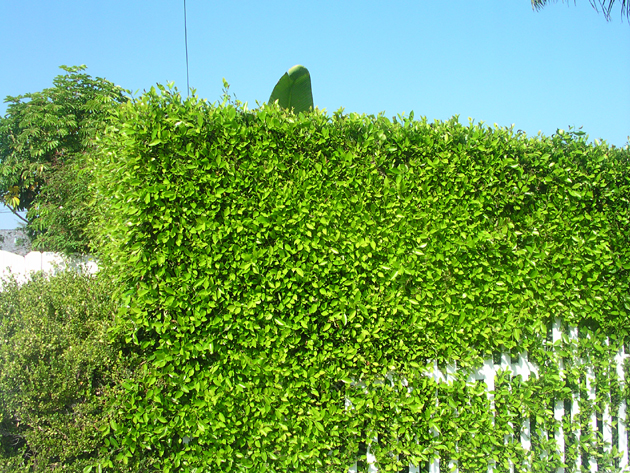 Venice Hedge